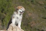 AKITA INU 066